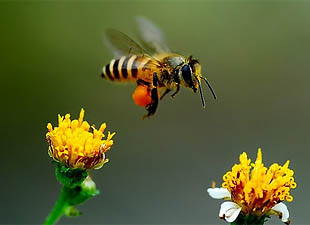 bee
